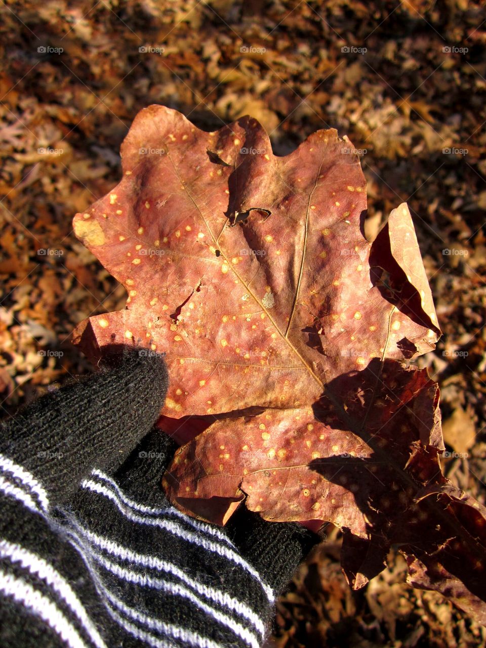 autumn leaf in hand