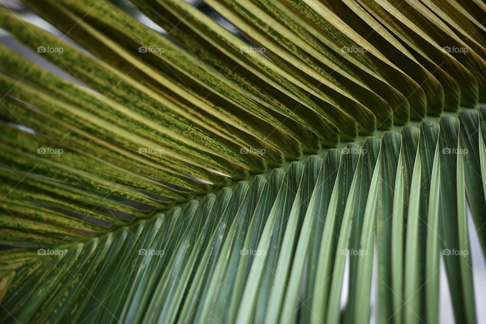 Leaf of palm