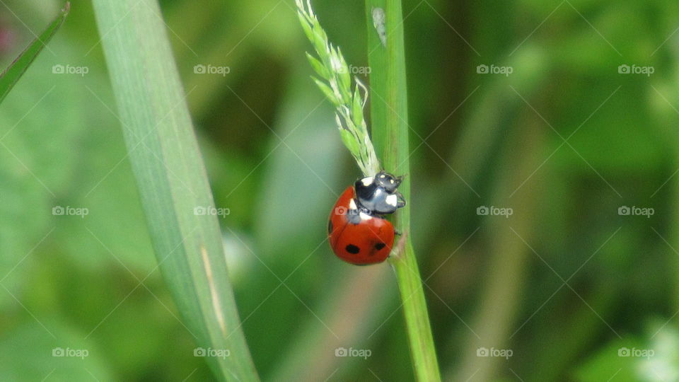 Lady bug on a blade of grass