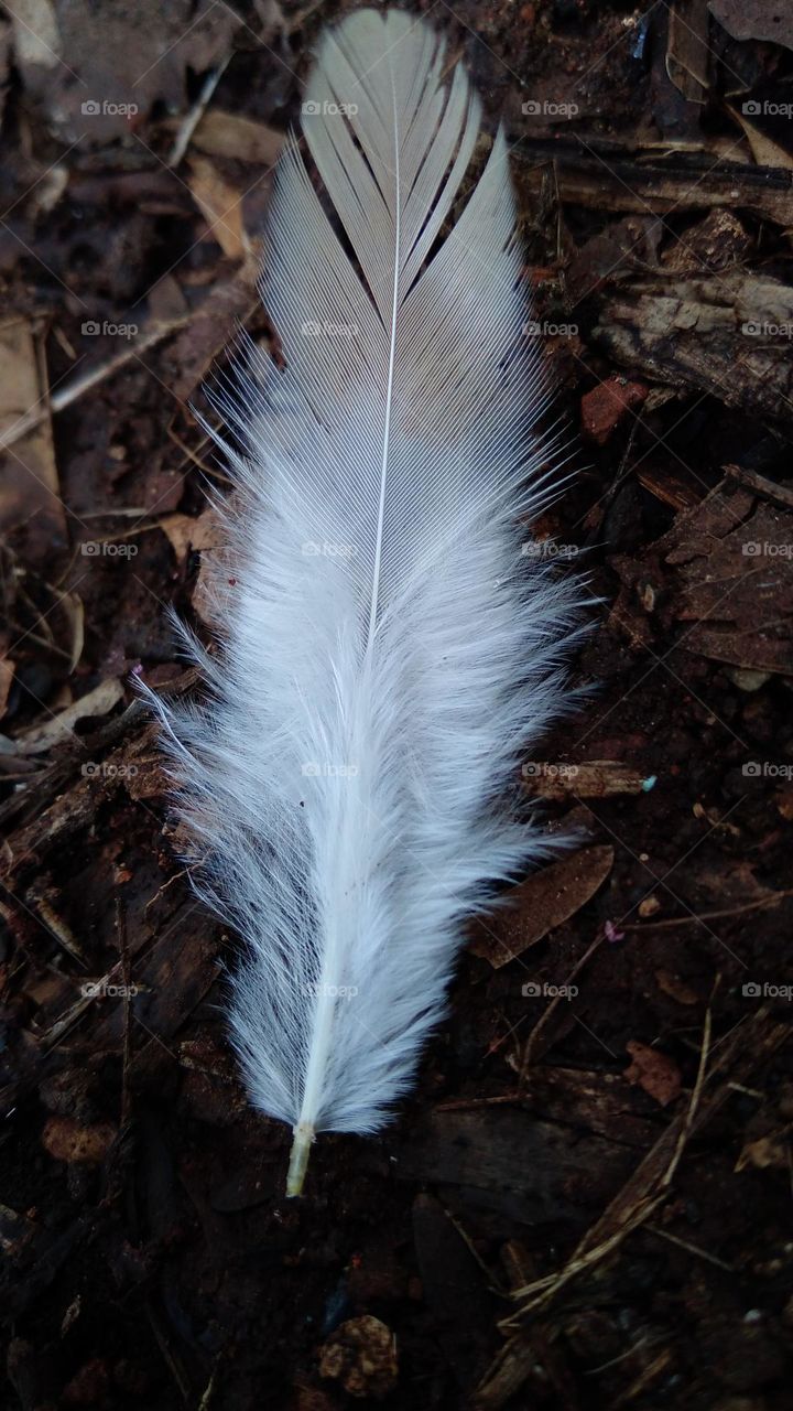 Fine chicken feathers on the ground