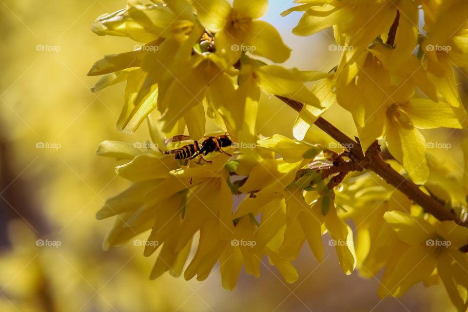 wasp at the yellow flower