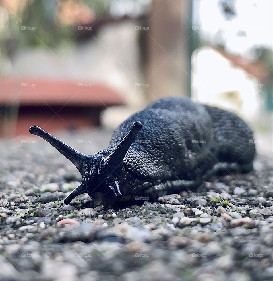 Black garden slug