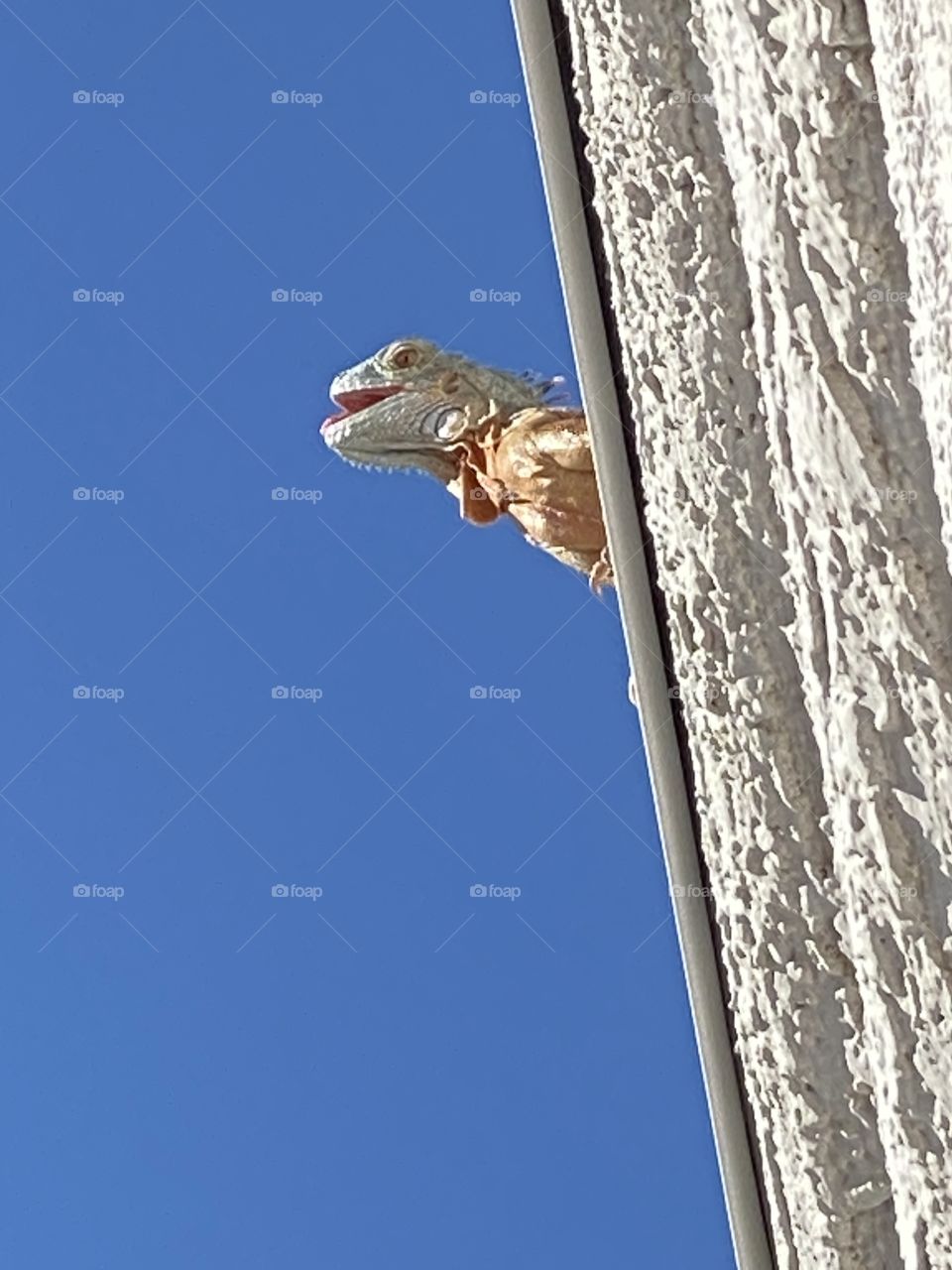 Iguana pearling over ledge 