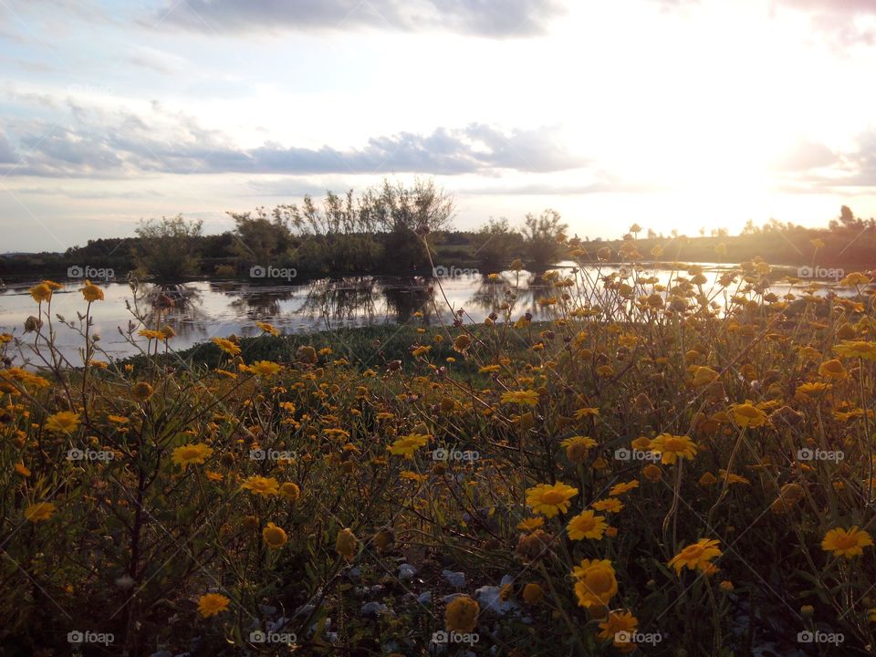 yellow flowers around the lake during sunset