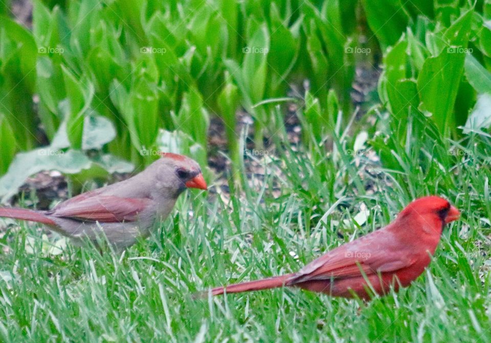 Cardinal pair on the grass