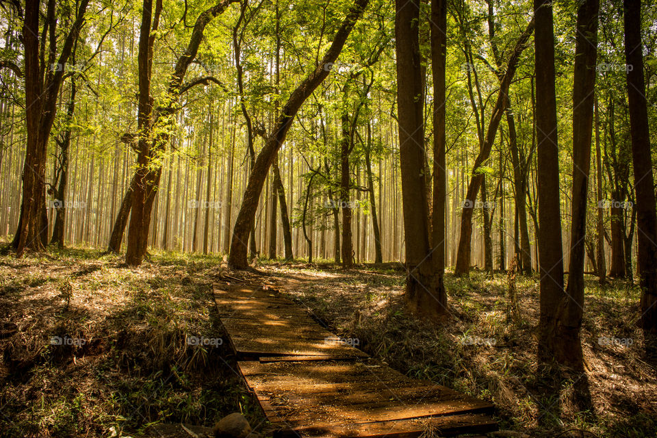 bridge in the forest