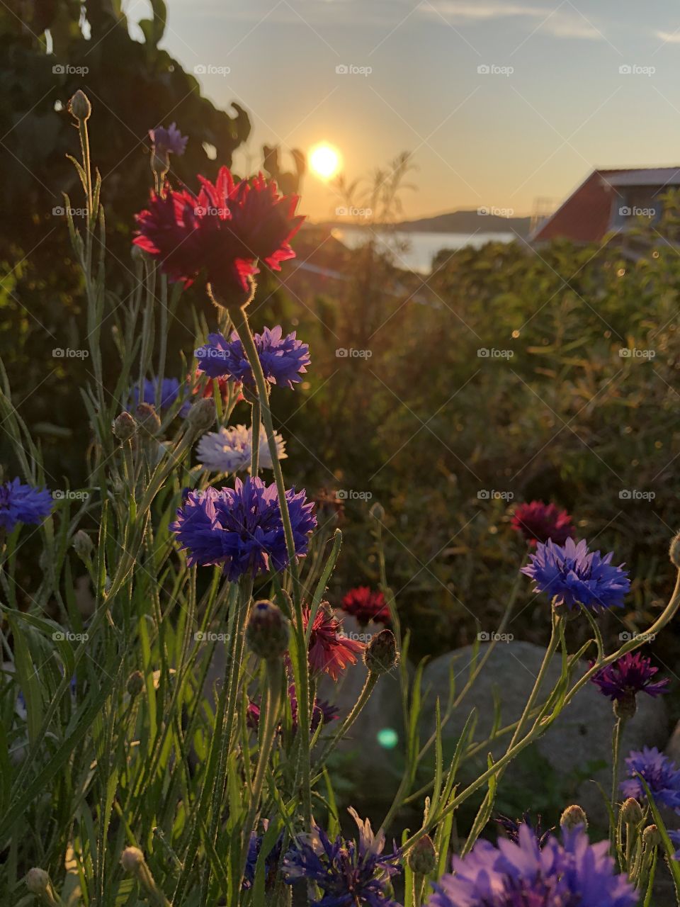 Cornflower