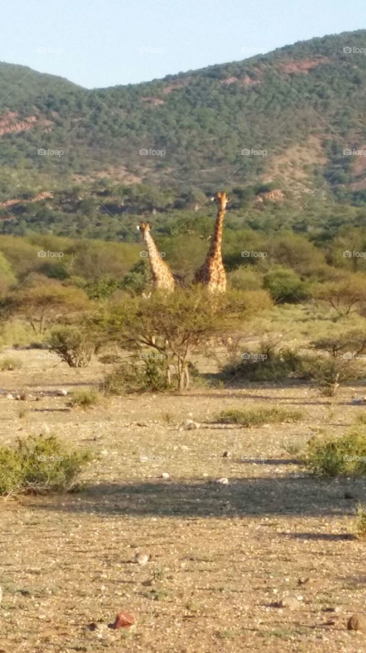 Giraffes behind the tree 