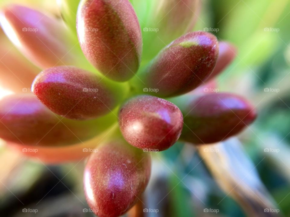 A macro image of a succulent shot on a bright summer morning.