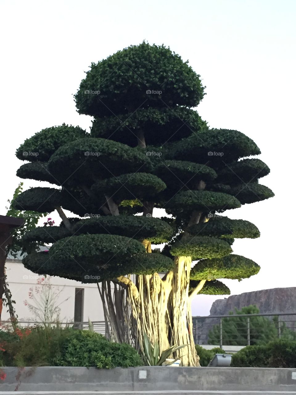 Bonsai 