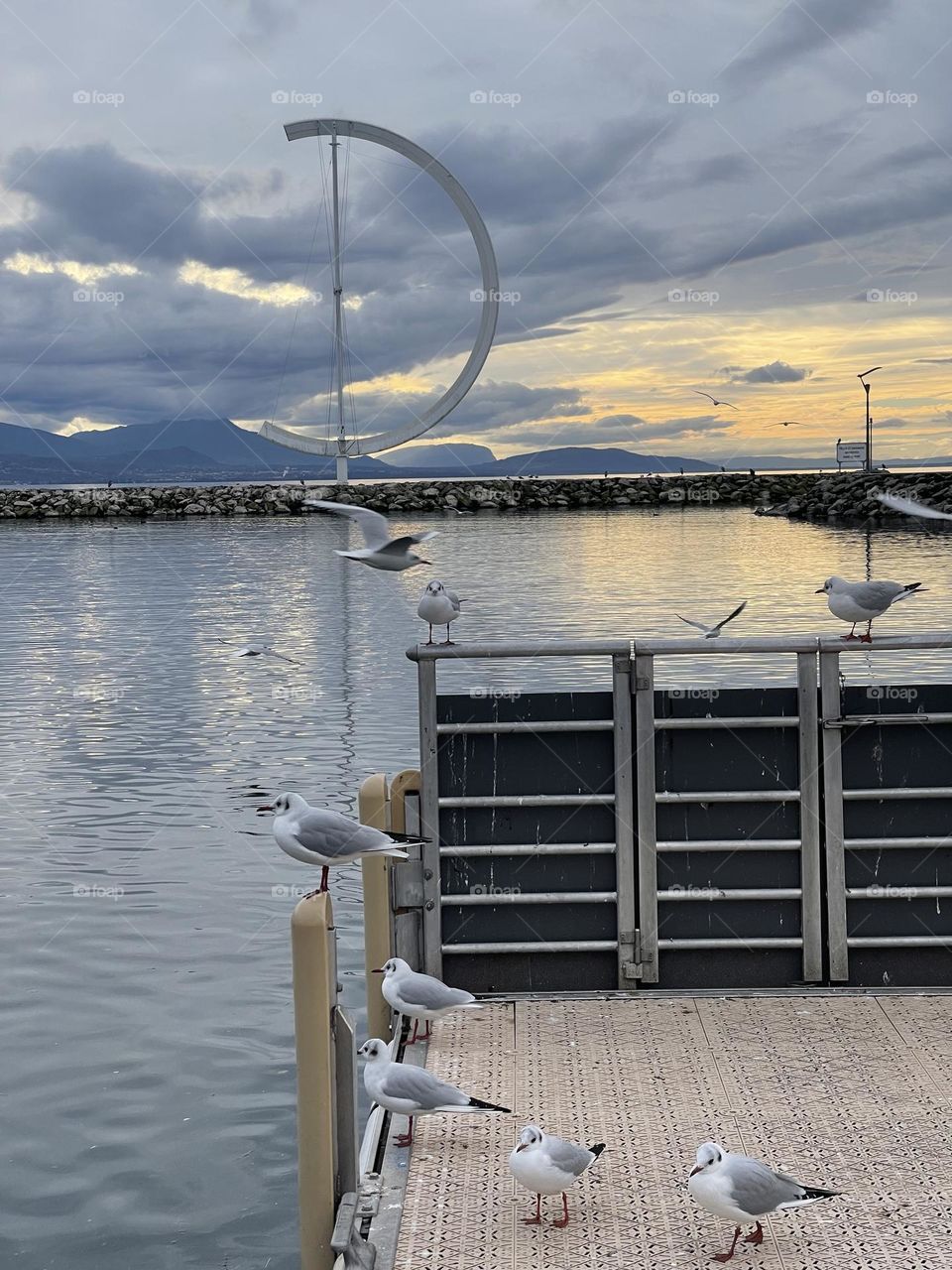 Lake seagulls resting on a pier at Lausanne Leman lake, Vaud, Switzerland 