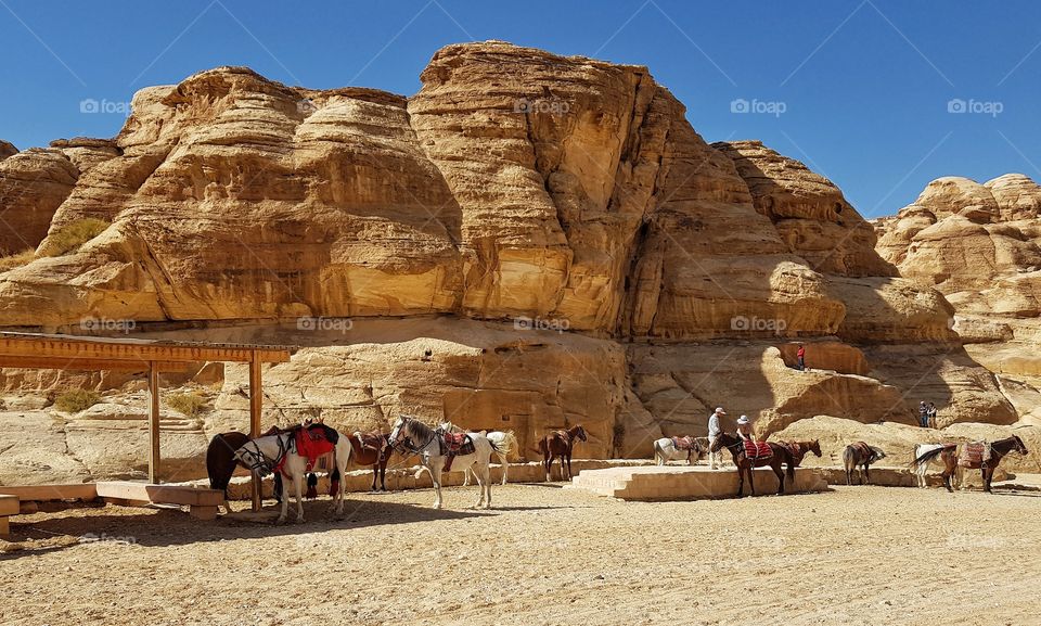 horses at Petra