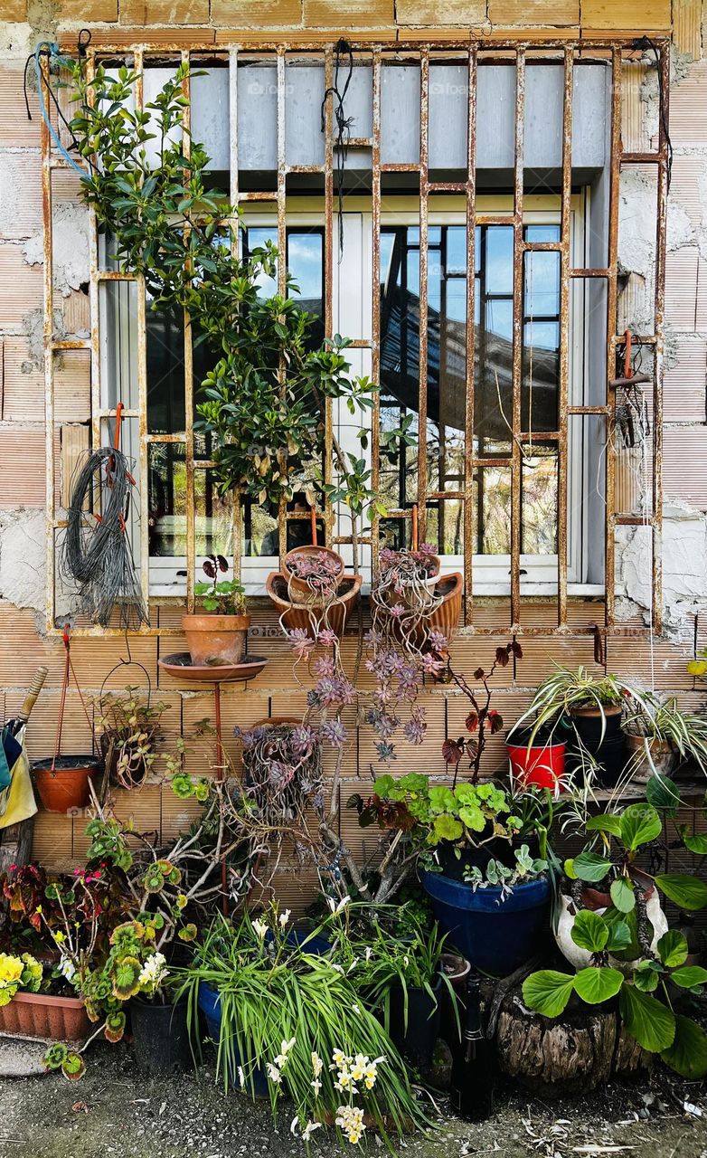 Window and plants