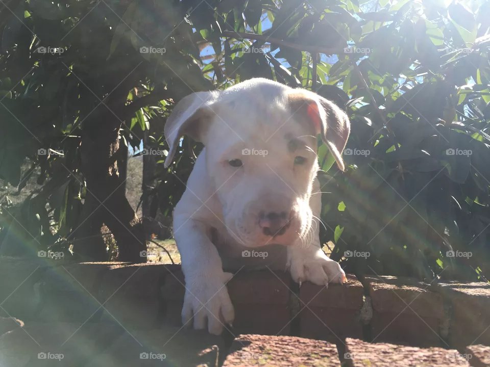 Cute dog