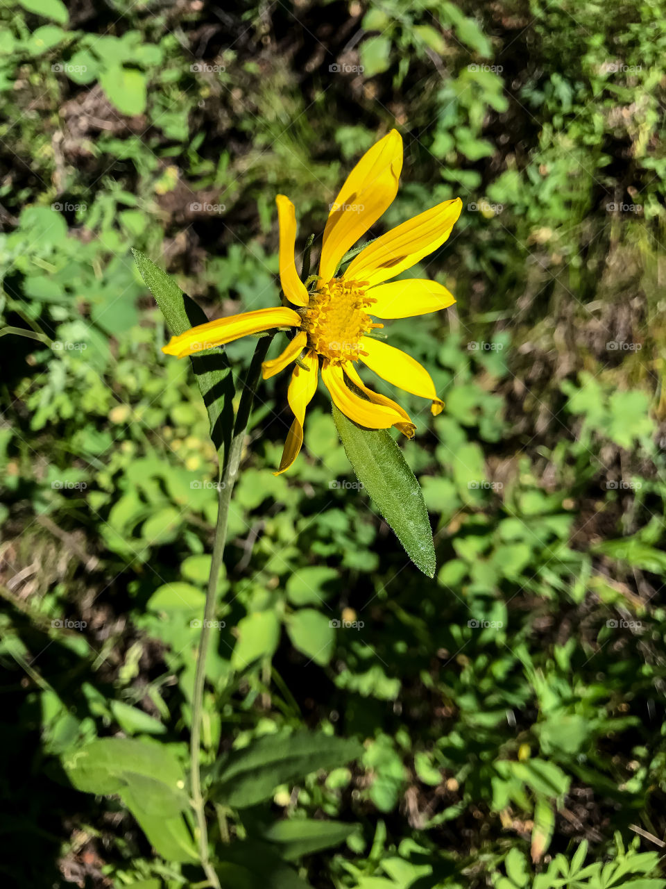 Idaho Wildflowers