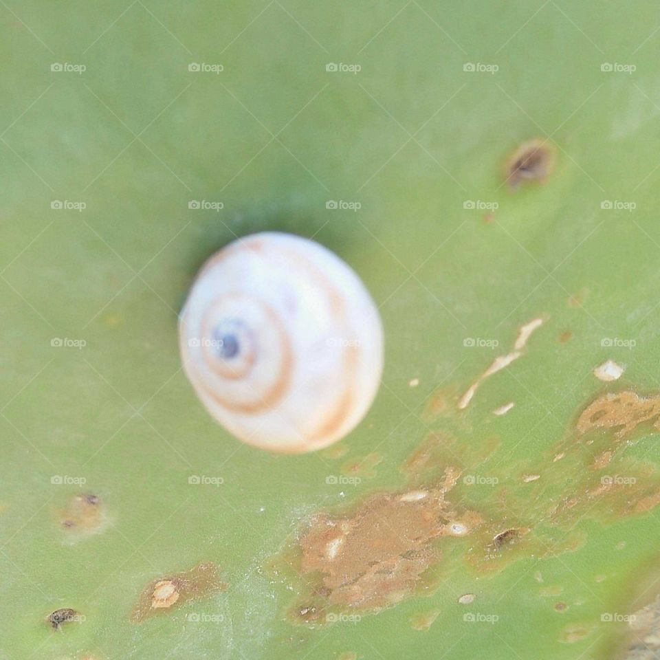 Beautiful white  snail