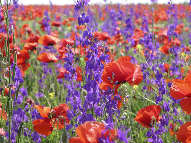 Red poppies