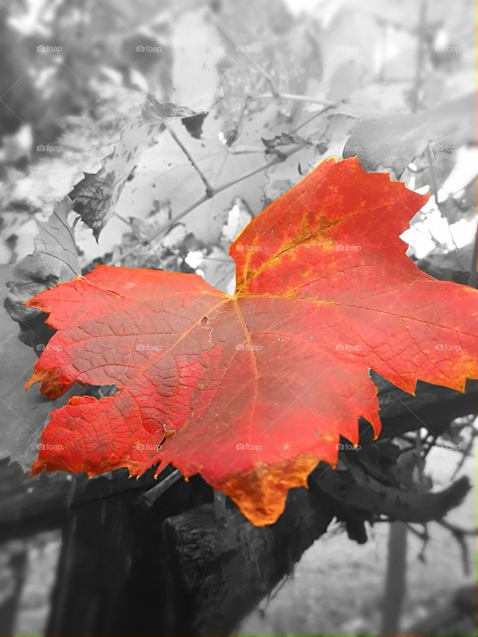 red leaf