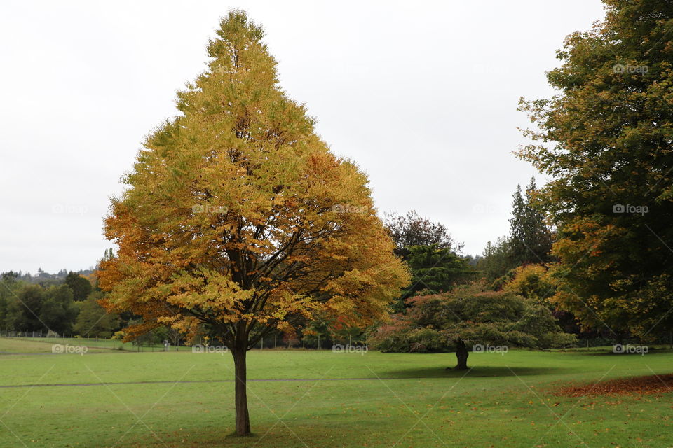 Yellow leaves. Fallen leaves on the grass .. beautiful colors of autumn in the nature