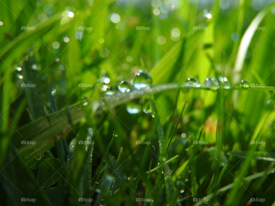 The glistening dew on blades of green