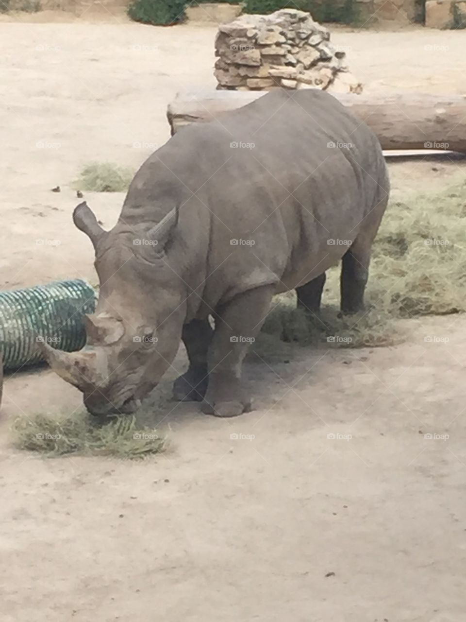 Rhino. Rhino at the zoo