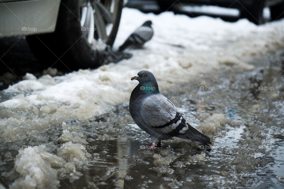 Pigeon in melting snow