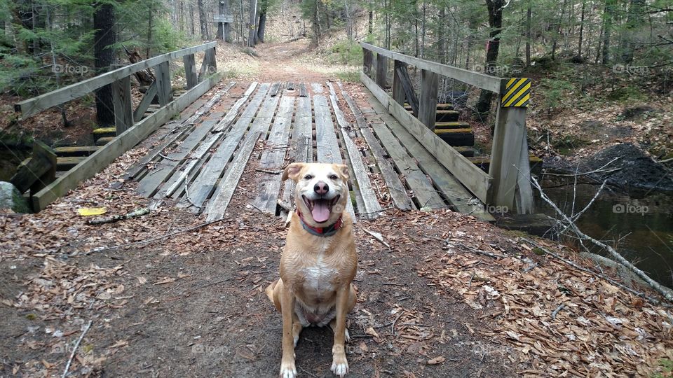 A dog's bridge to nowhere