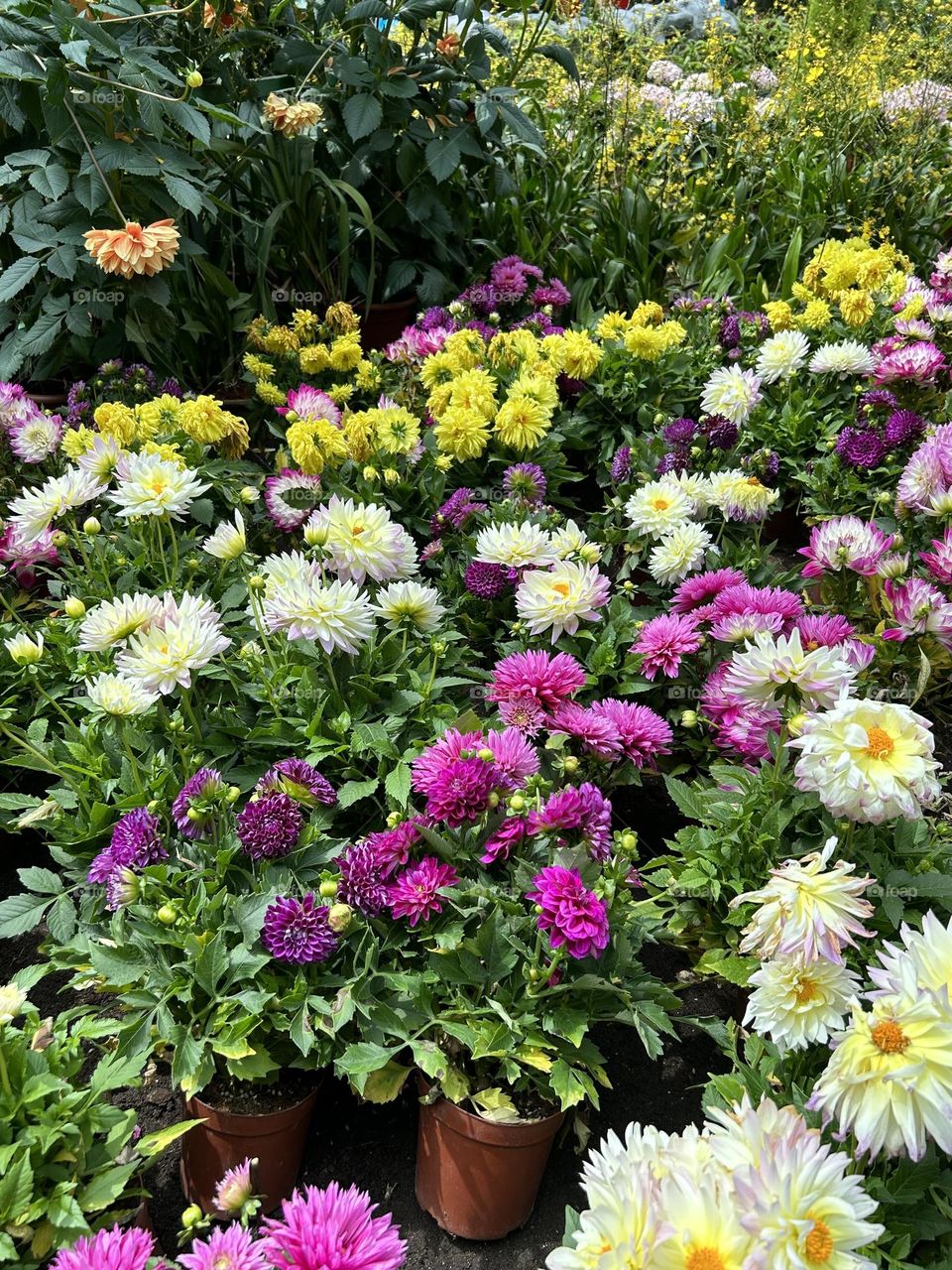 Chrysanthemum garden