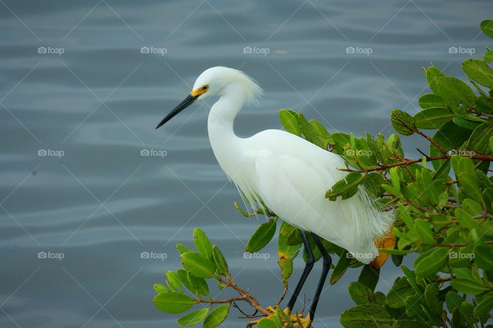 snowy egret