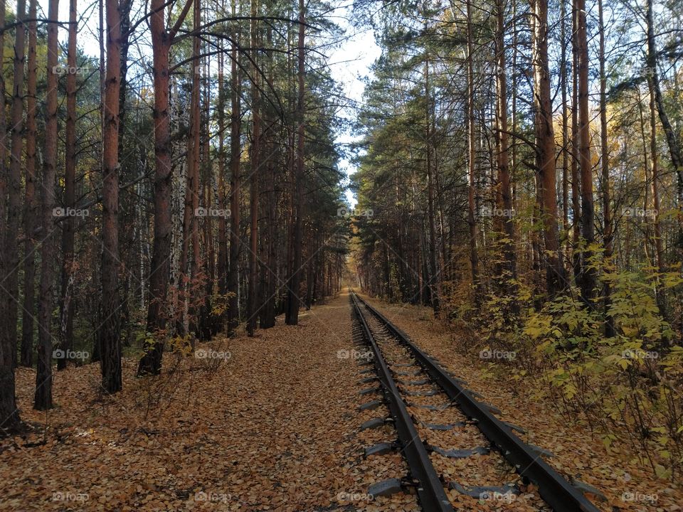 abandoned railway in the Forest