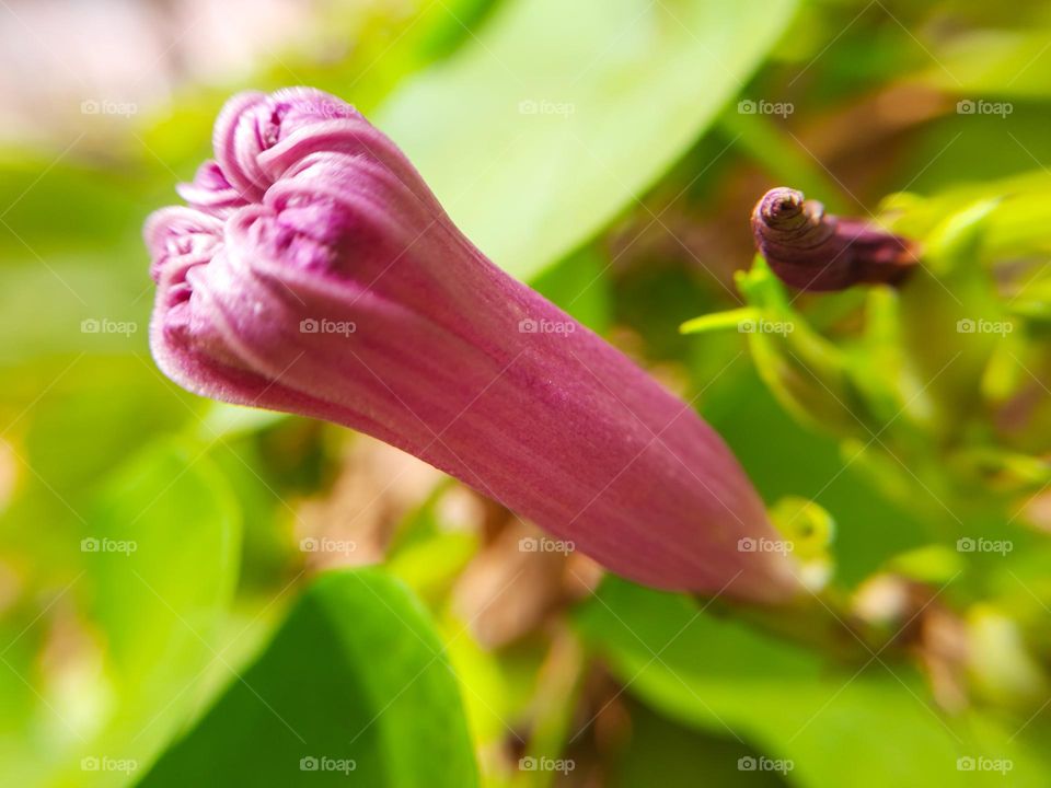 A purple bud