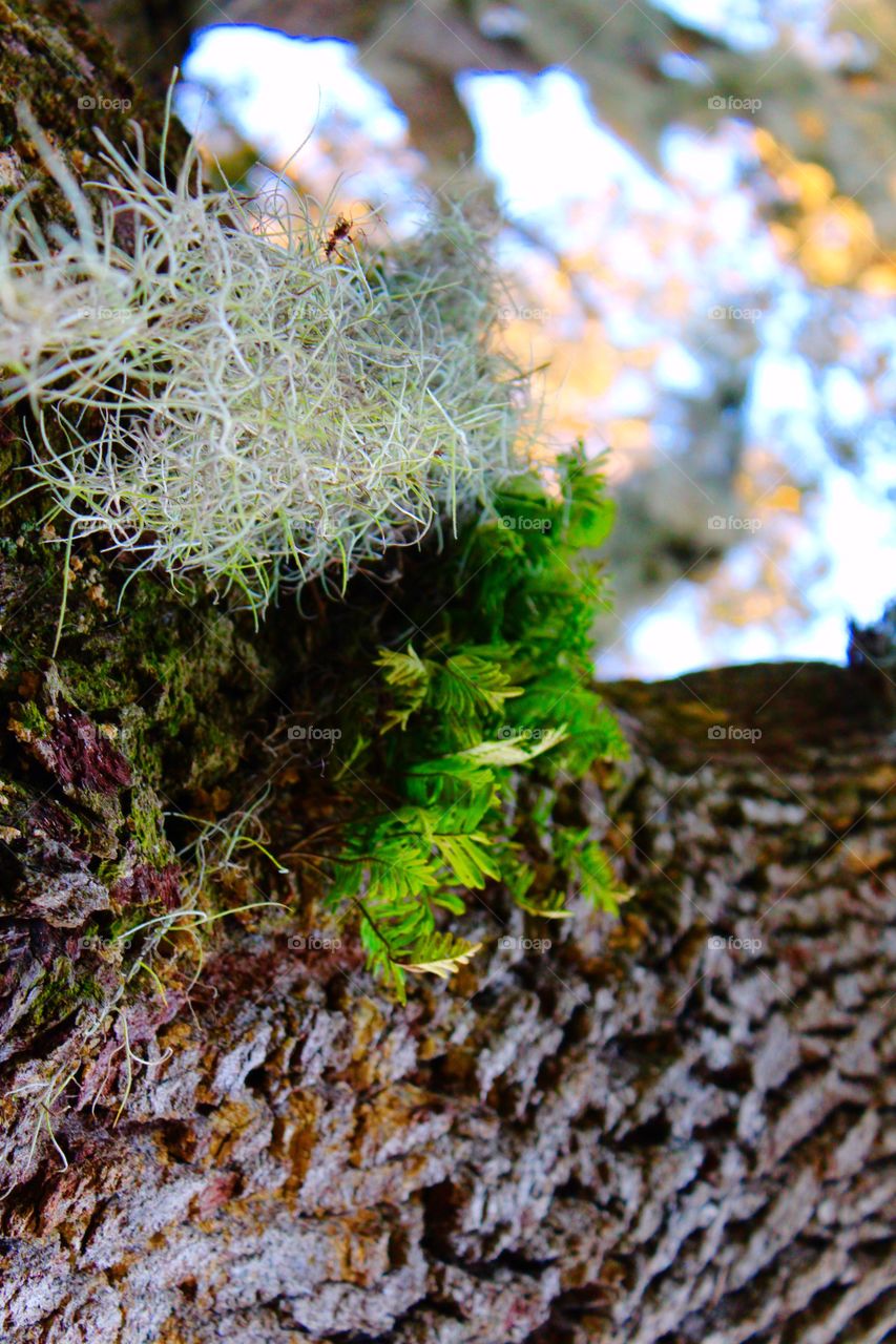 Close-up of Moss and ferns