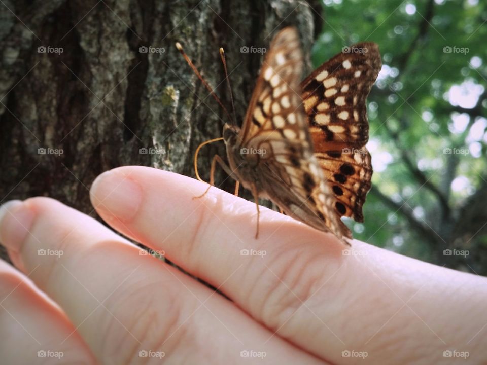 Butterfly on a Hand