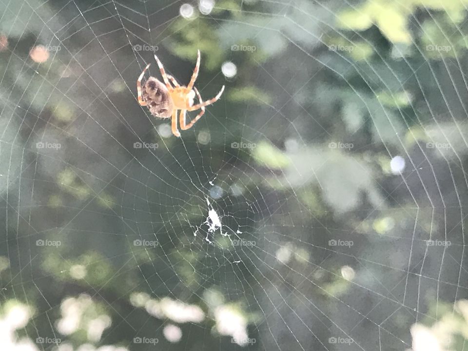 Spider in the process of making its web