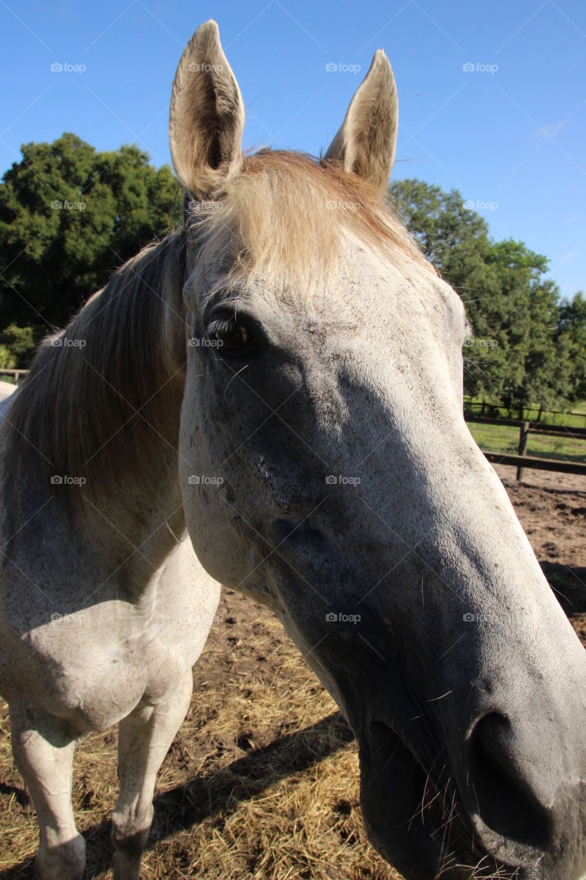 White horse portrait