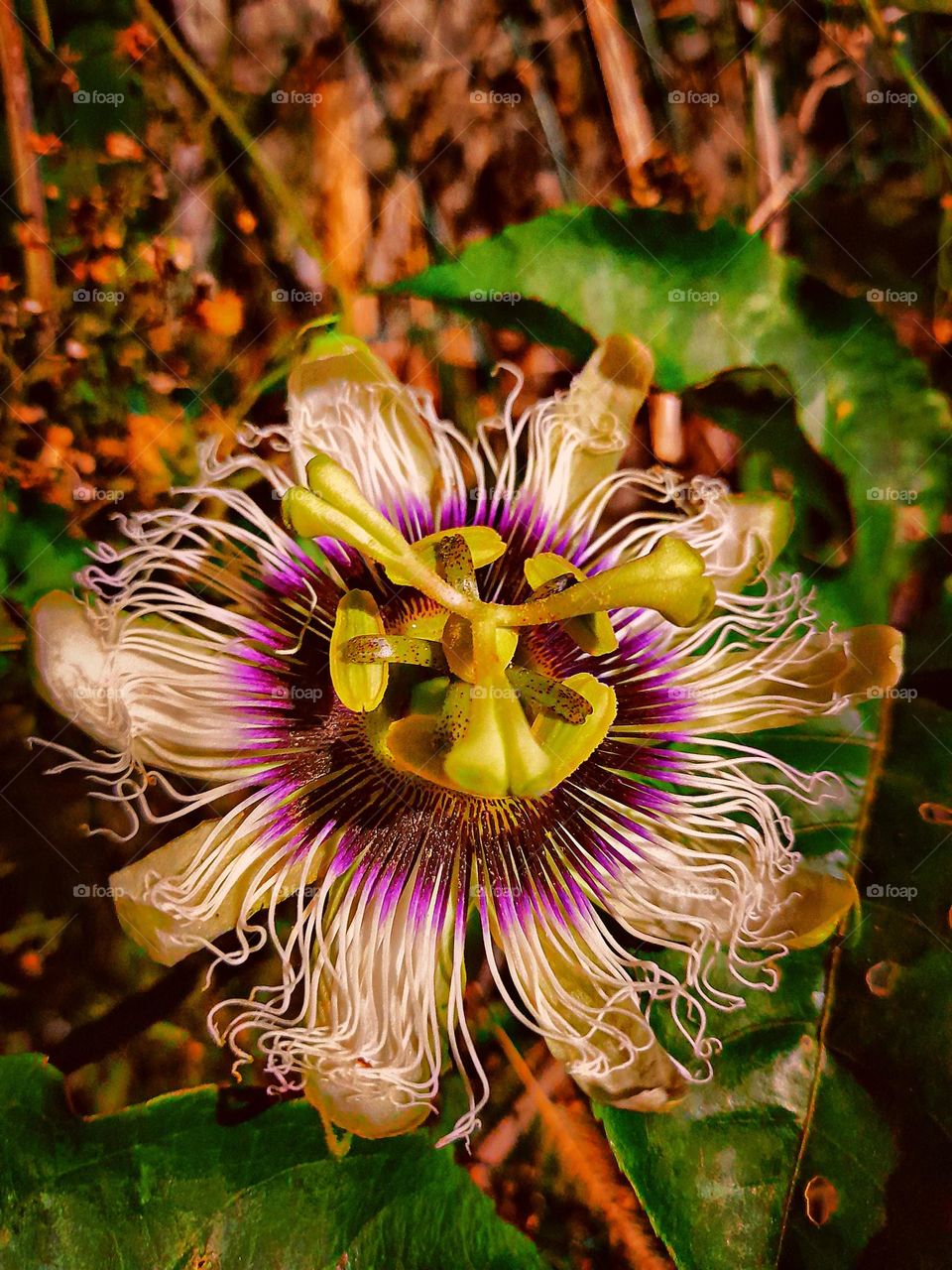 Brazilian Native Passion Fruit Flower Blooming