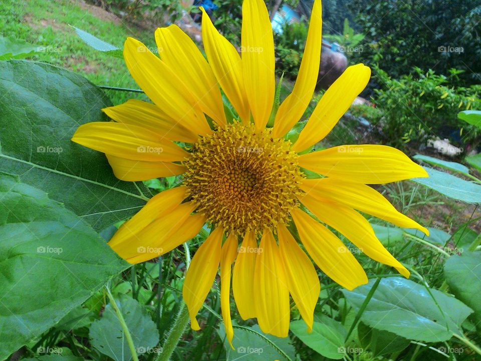 Blooming sunflower