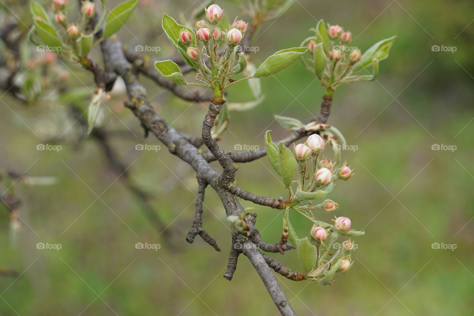blossoming apple tree 