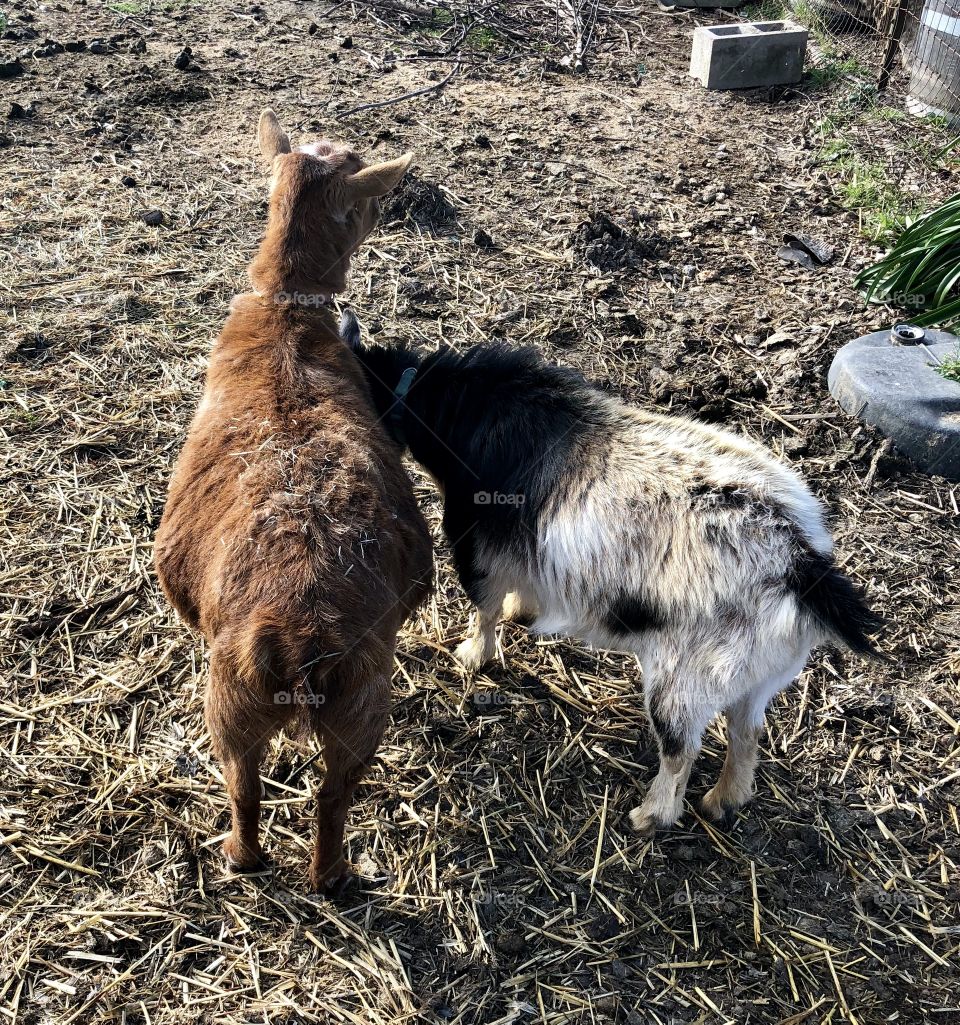 Goat buddies