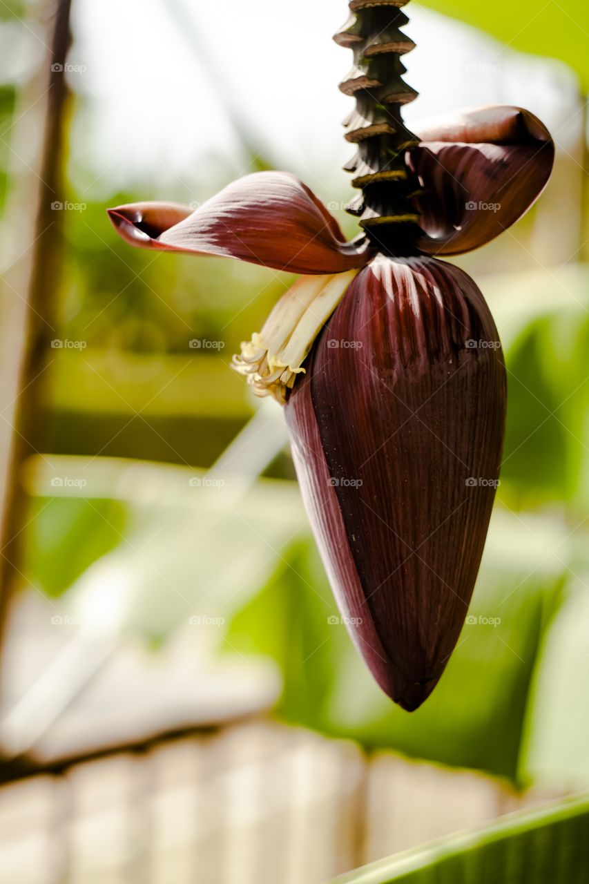 Flor de plátano 