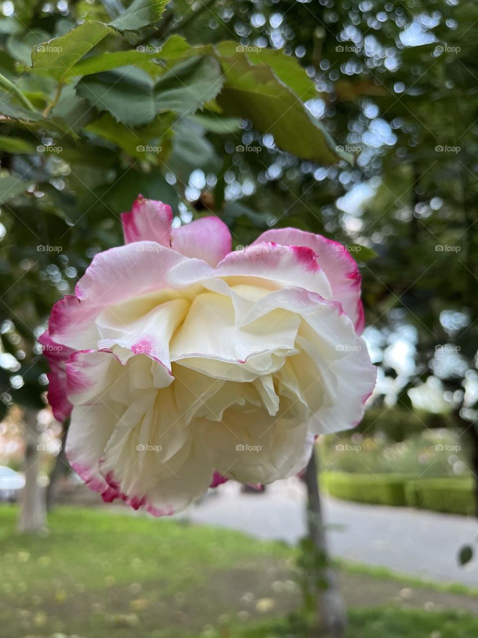 Pink rimmed rose blooming. 