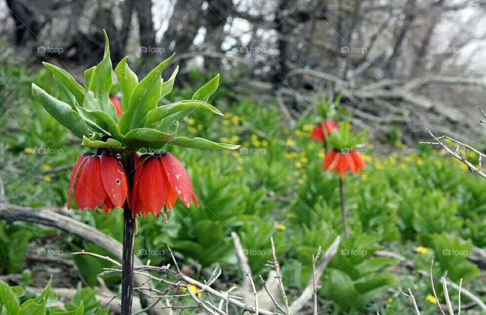 Iran, Nature, Spring