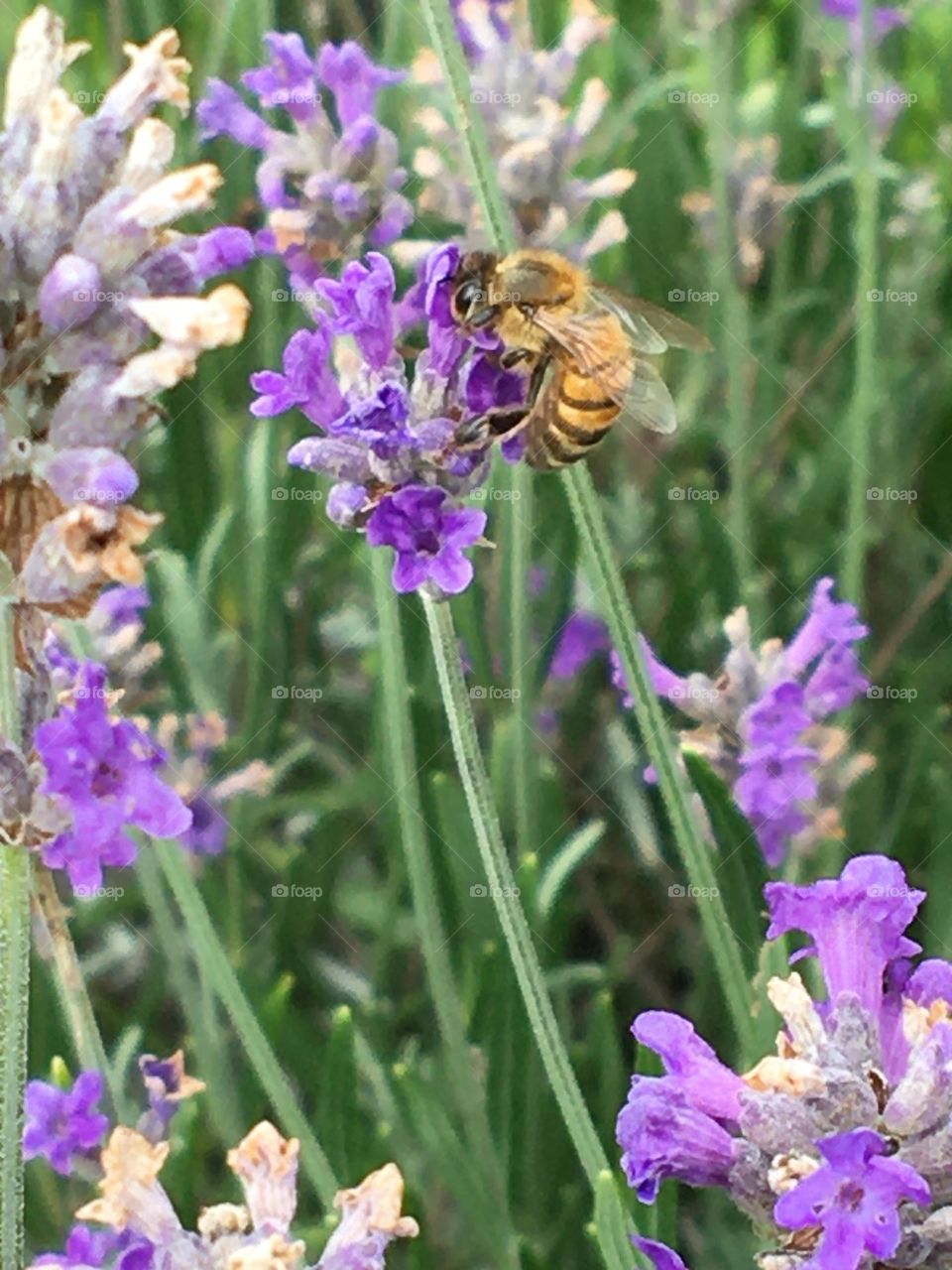 A bee on a lavender 