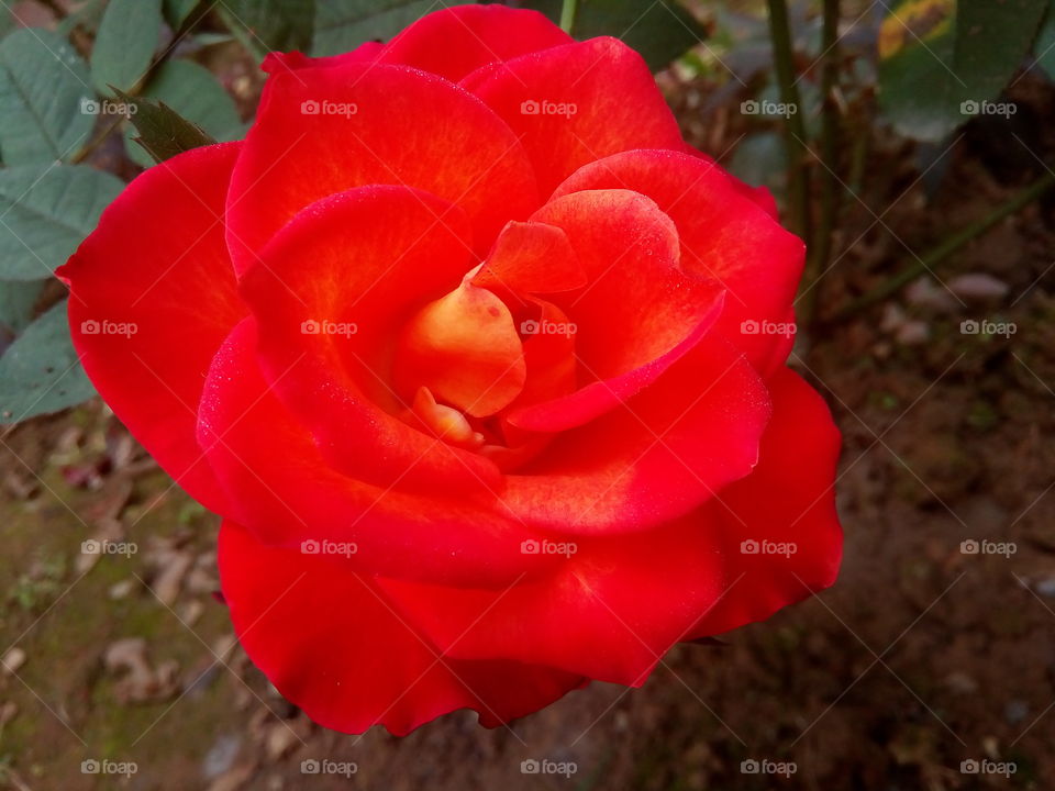 rose 2017-12-23 001 
#আমার_চোখে #আমার_গ্রাম #nature #rose #eukaryota #plantae #angiosperms #eudicots #rosids #rosa