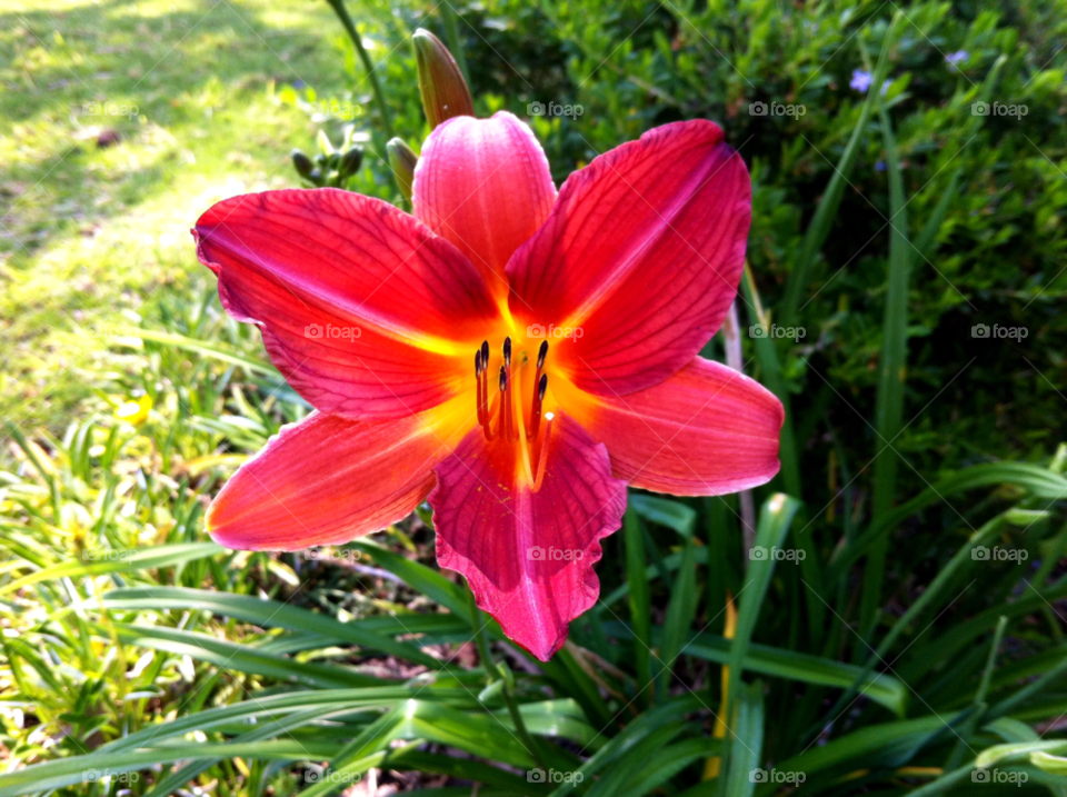 garden flower lily by ransommahaka