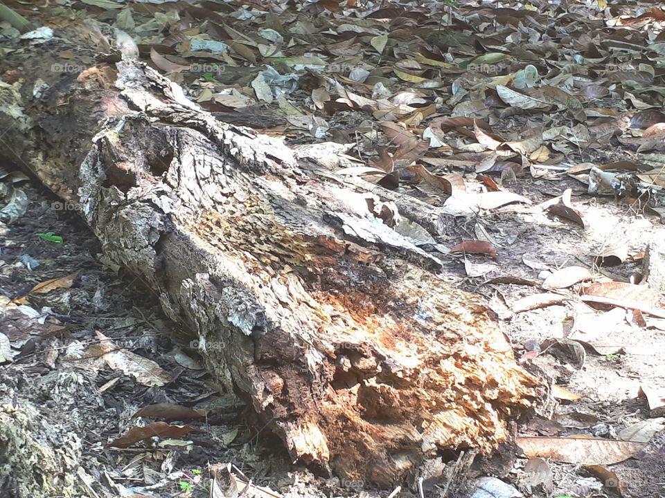 Decay wood in the garden