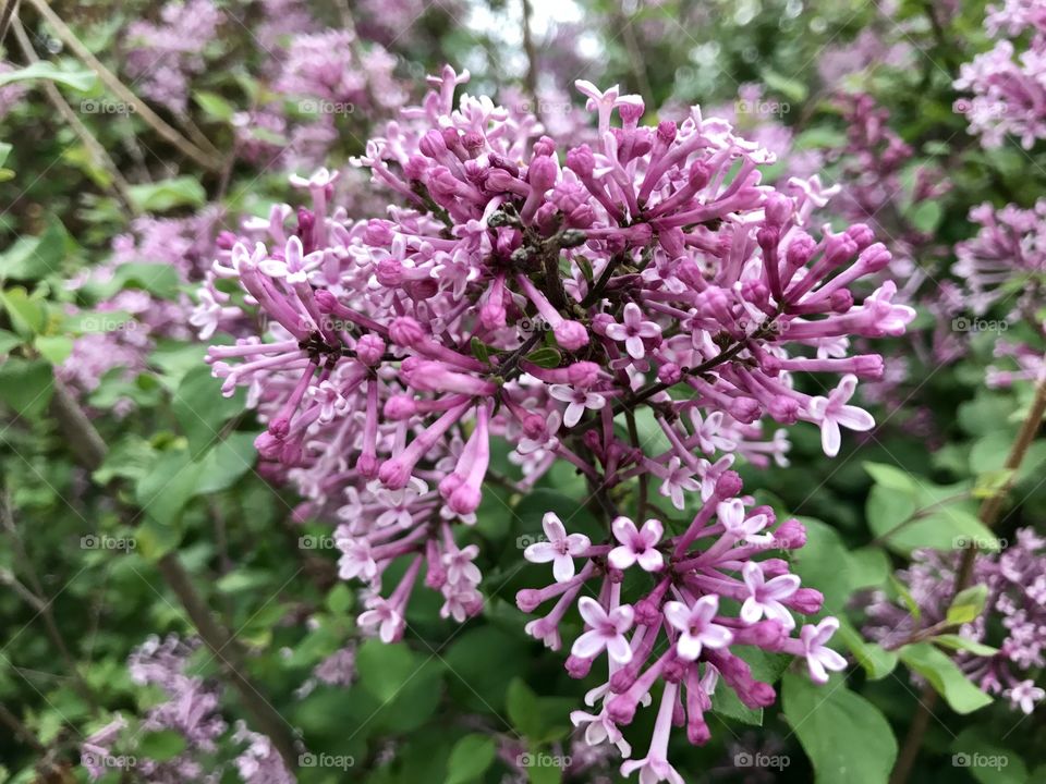 Spring flowers 