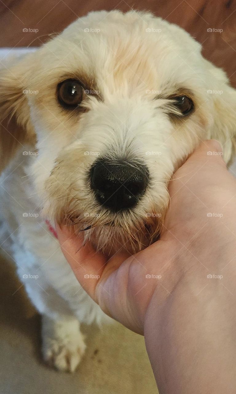 close up view of a beloved pet dog looking up at her person with adoring brown eyes during a moment of affection.