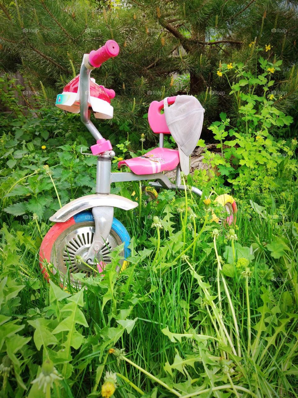 A little lonely rambler. How did you end up here?..