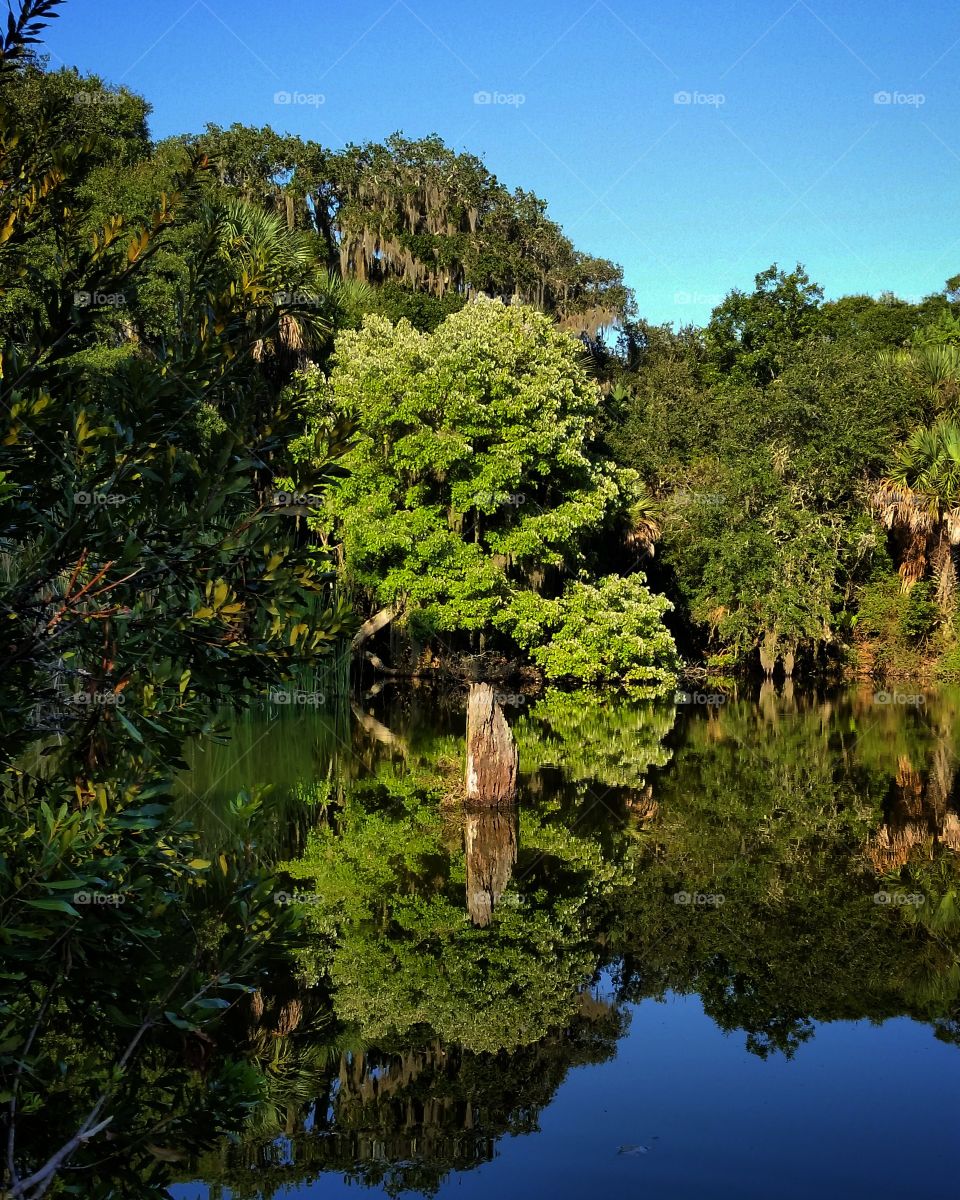 Trees reflected on idyllic lake